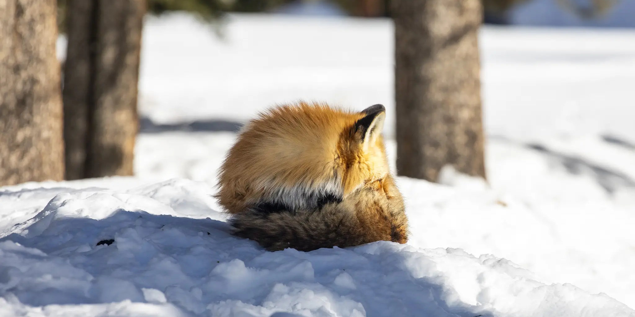 fox.jpg