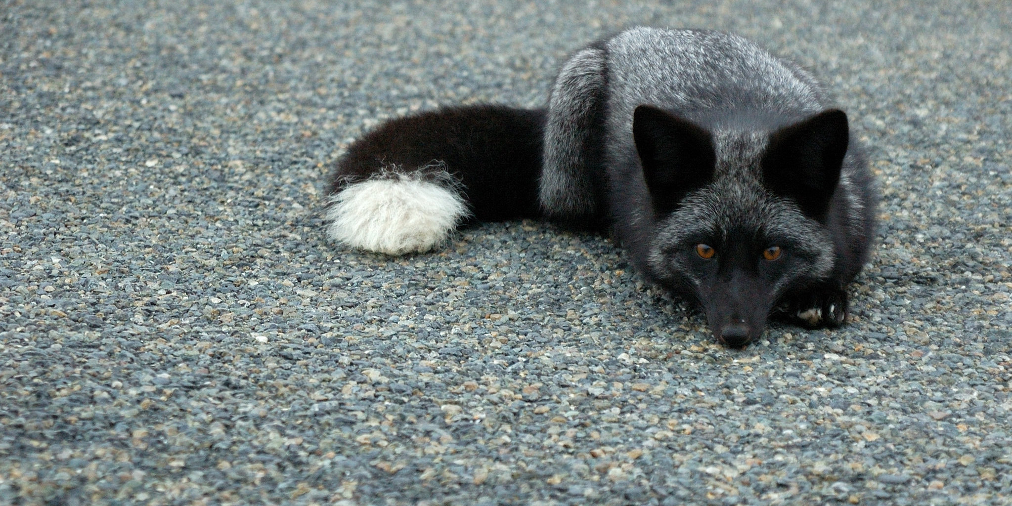 silverfox.jpg