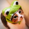 a kitty wearing a frog hat